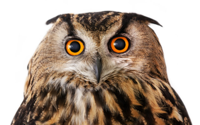 People Are Just Learning That Some Owls Sleep With Their Faces Down
