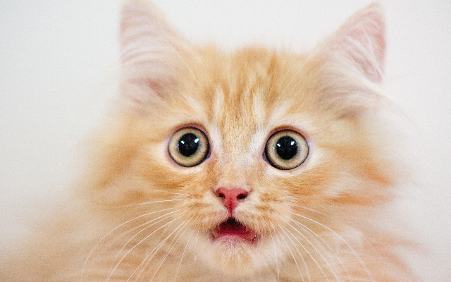 Here’s an App that can Translate Your Cat’s Meows