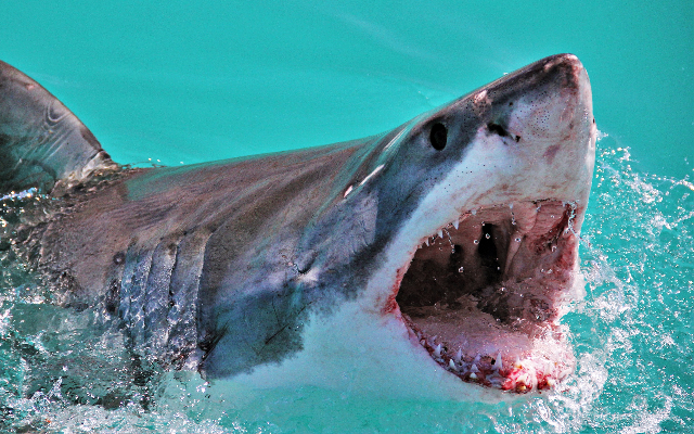 Man Who Saved His Wife from a Shark Deserves a “Husband of the Year” Award!
