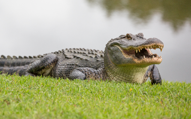 Florida Man Arrested for Fighting an Alligator Claims He Was ‘Teaching it a Lesson’