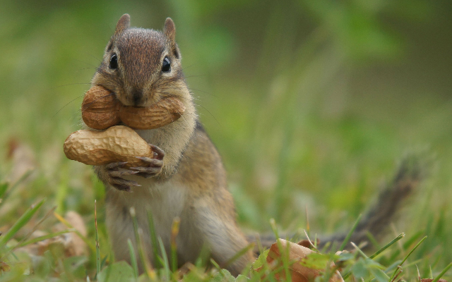 It’s National Grab Some Nuts Day – Here Are Six Nutty “Nut” Facts!