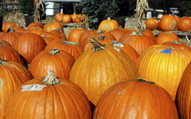 Five Questions People Are Asking About Pumpkins Right Now