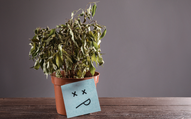 Can You Keep a Houseplant Alive for Six Months?