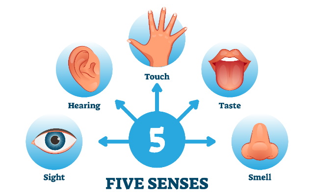 How Would You Rank All Five of Your Senses in Order of Importance?